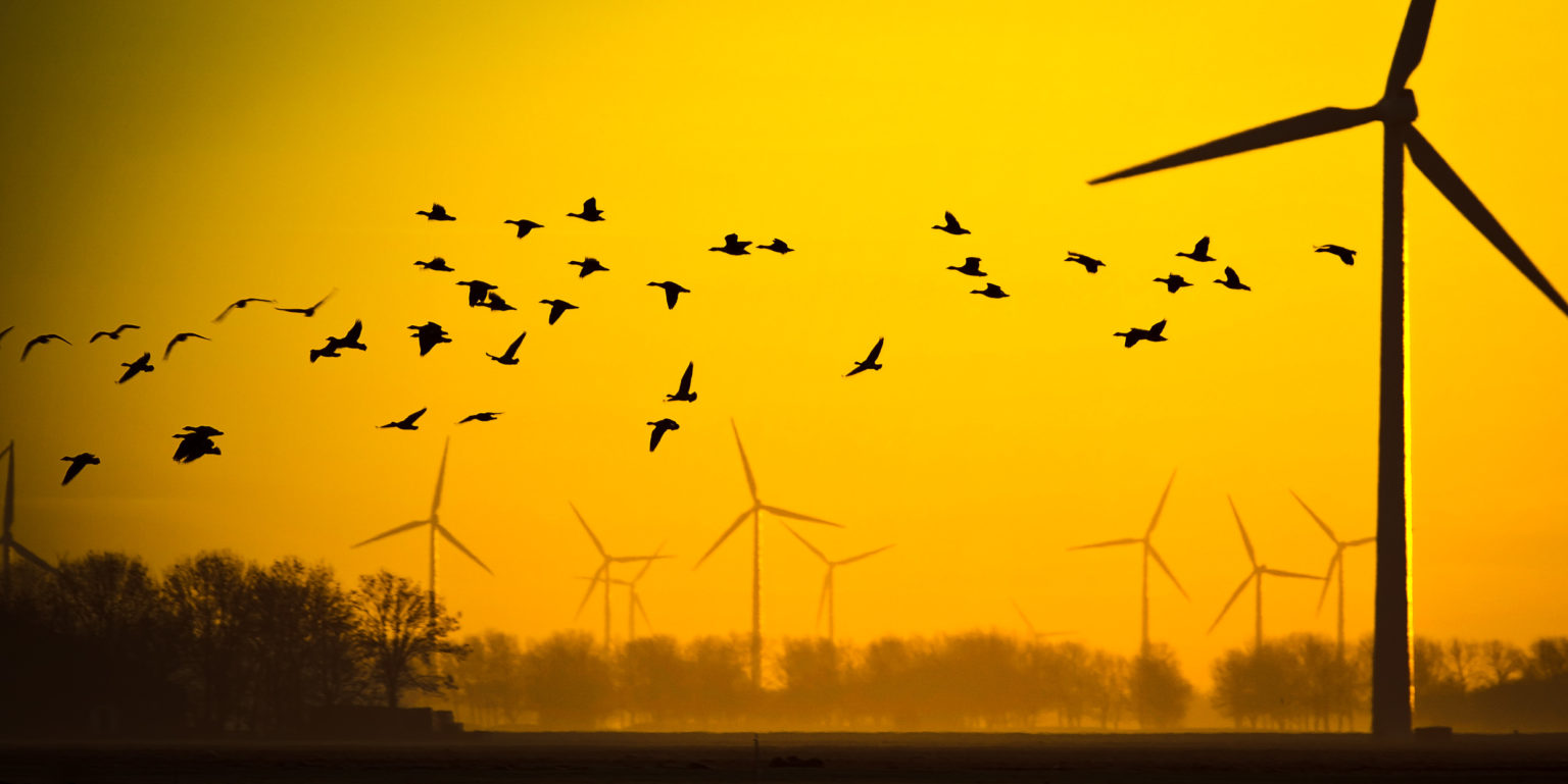 The Birds: Migratory Bird Treaty Act redux without Tippi Hedren | Green